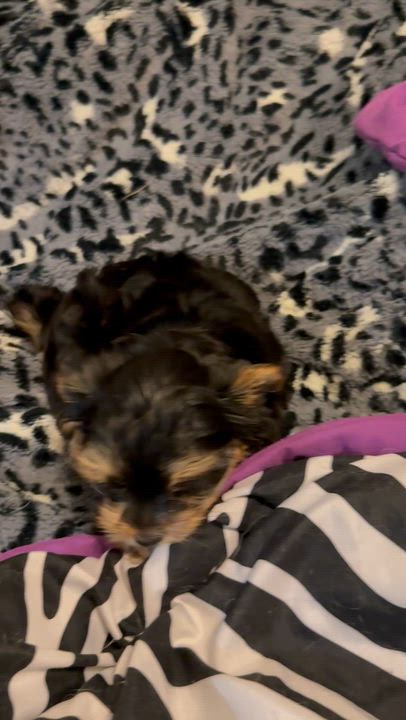 Enlarge Hypoallergenic Cami Yorkie Puppy , an adopted Yorkshire Terrier in Boca Raton, FL video 6/6