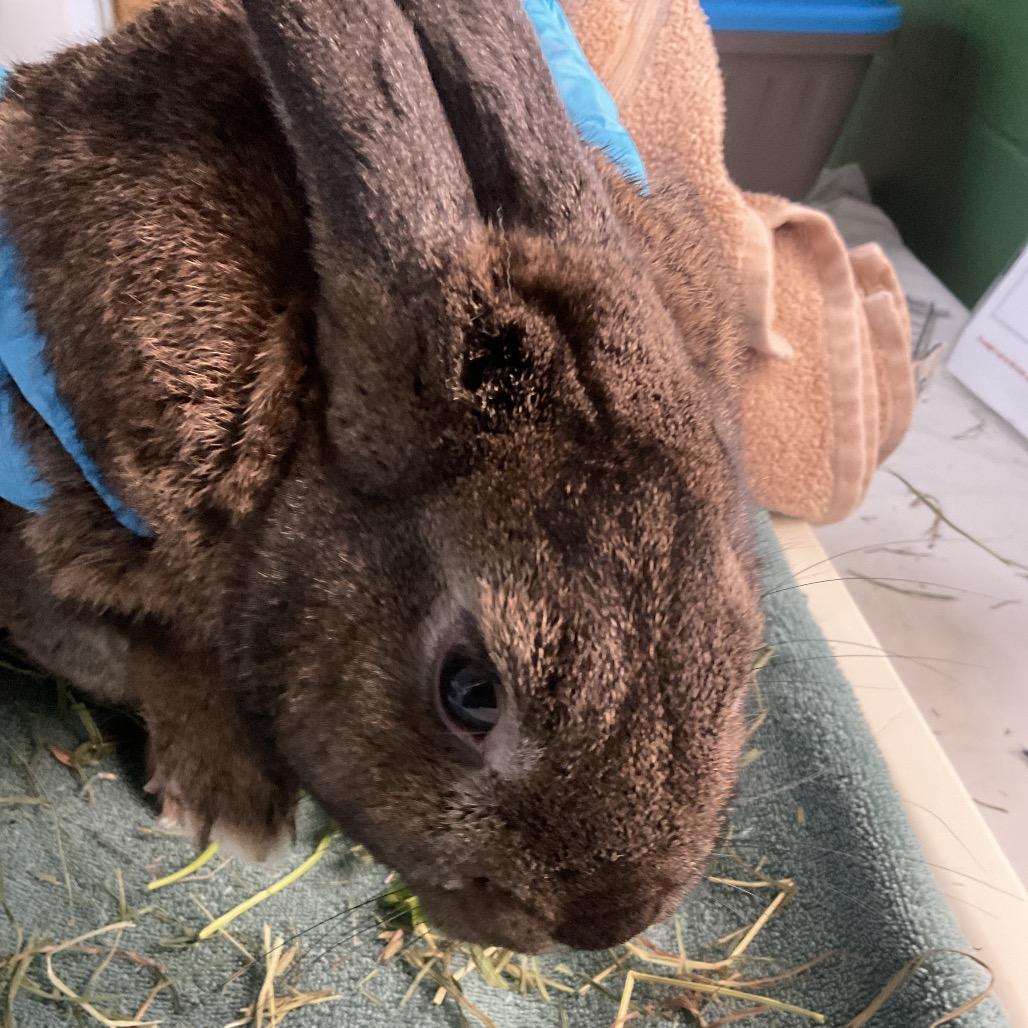 Enlarge Hoptimus Prime, a Adoptable American in Tacoma, WA image 1/1