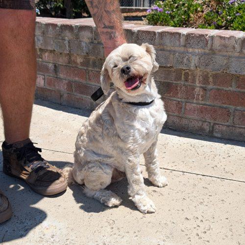 Maxy, Adoptable, Adult Male Poodle & Mixed Breed.