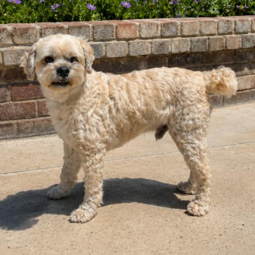 Maxy, a Adoptable mixed breed in Lathrop, CA image 2/3