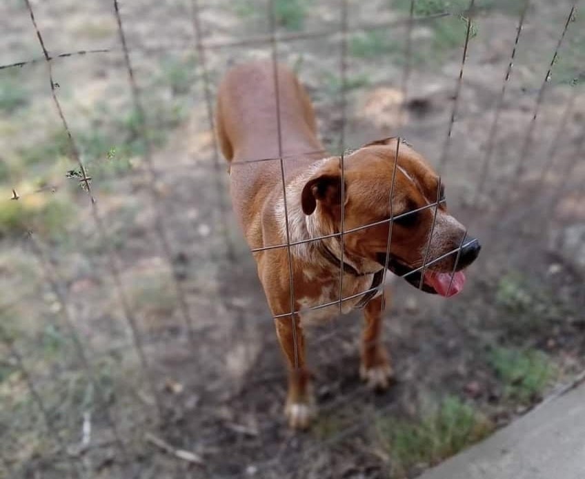 Enlarge Rusty, a Adoptable mixed breed in Lewiston, ID image 1/1