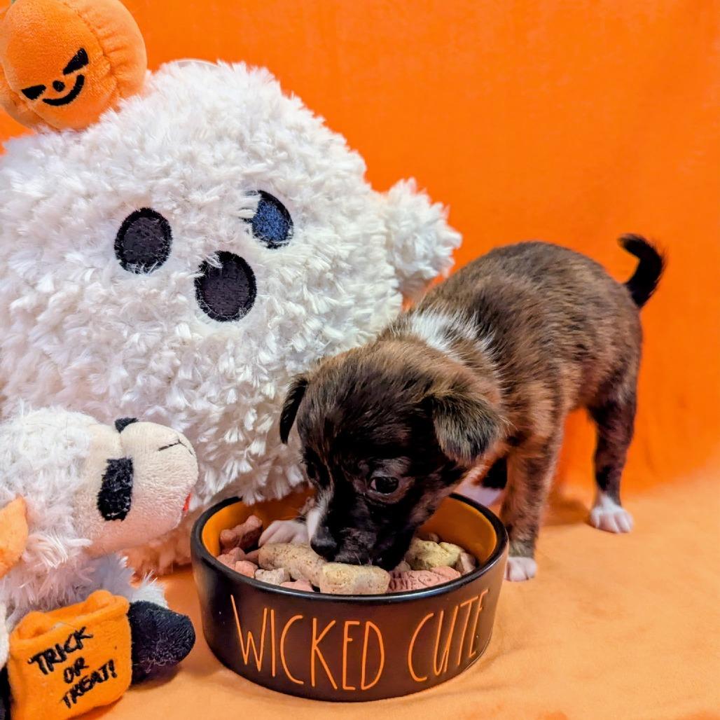 Cupcake, Adoptable, Puppy Female Mixed Breed.
