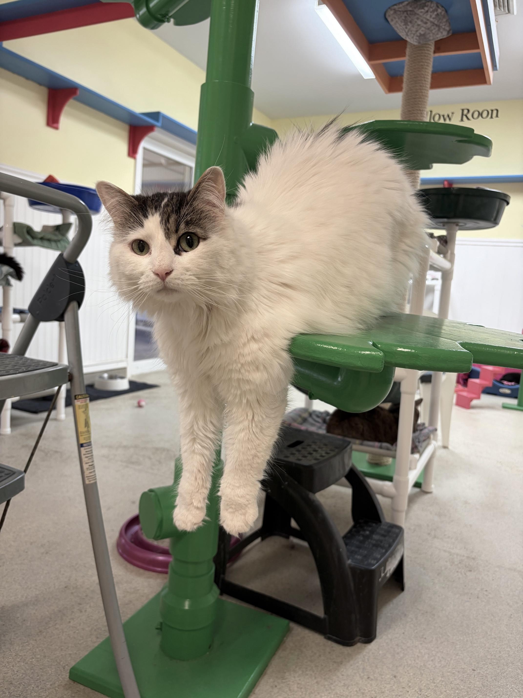 Gizmo, Adoptable, Adult Male Domestic Long Hair.