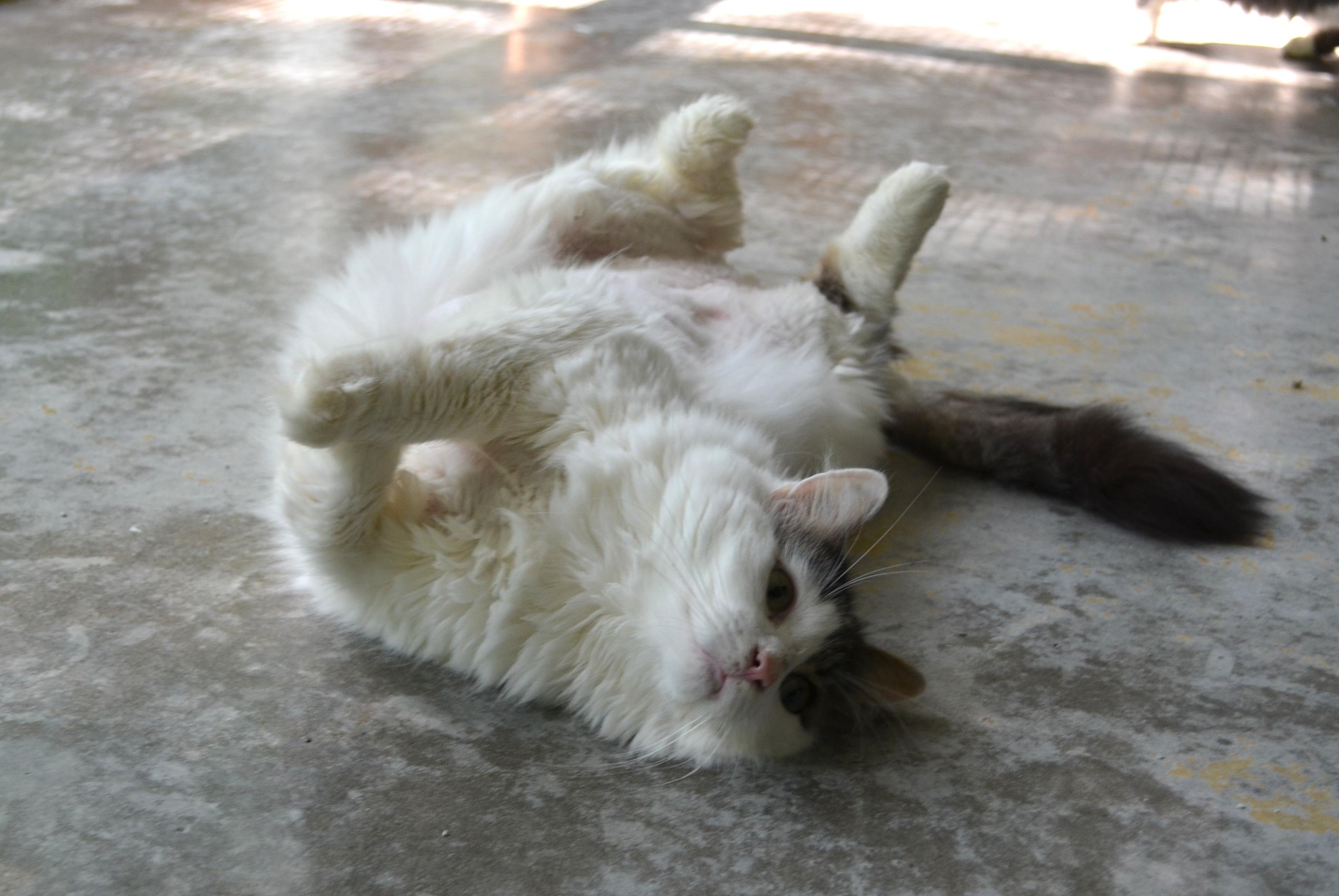 Gizmo, a Adoptable Domestic Long Hair in Westbrook, CT image 4/6