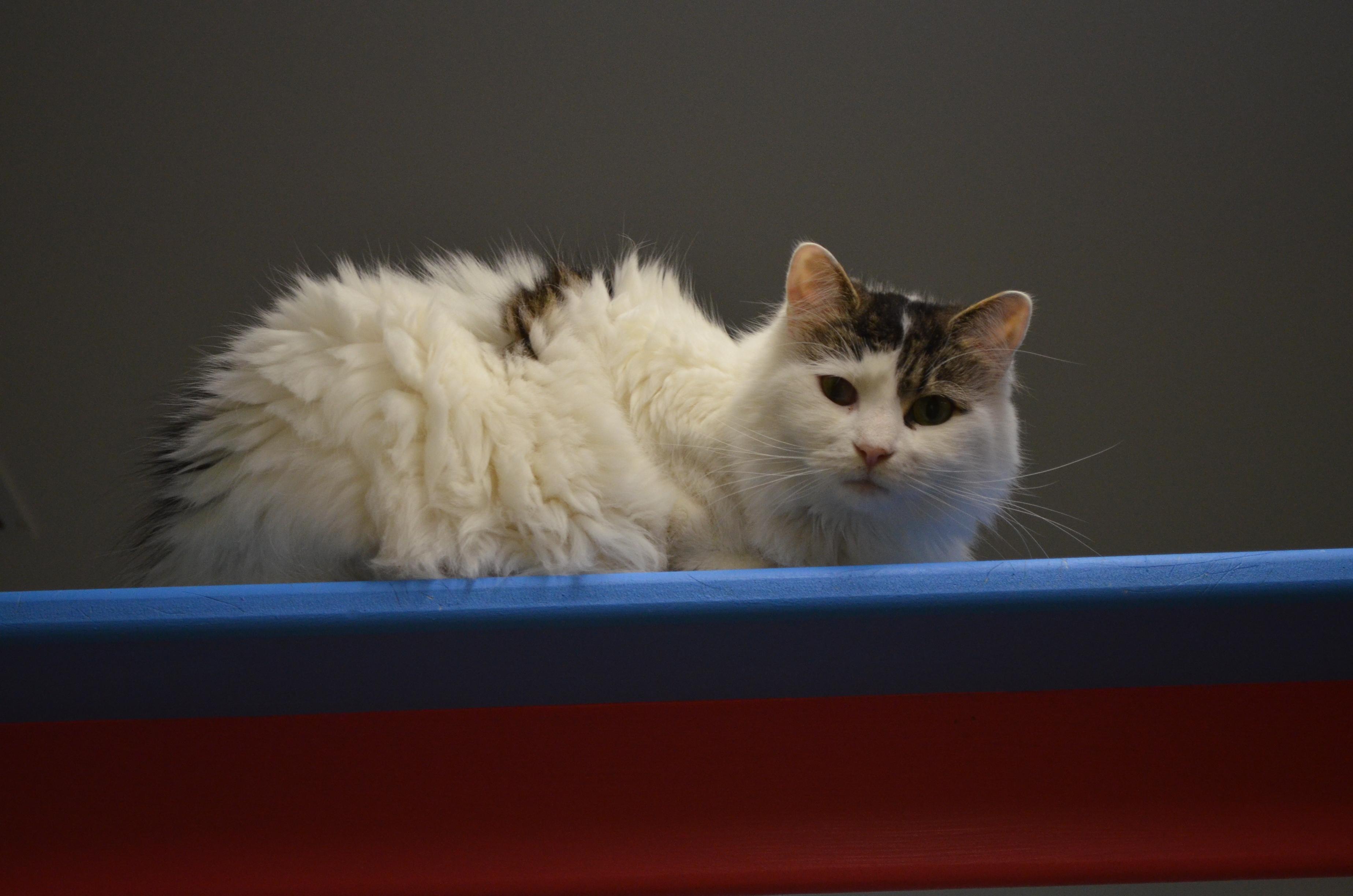 Gizmo, Adoptable, Adult Male Domestic Long Hair.