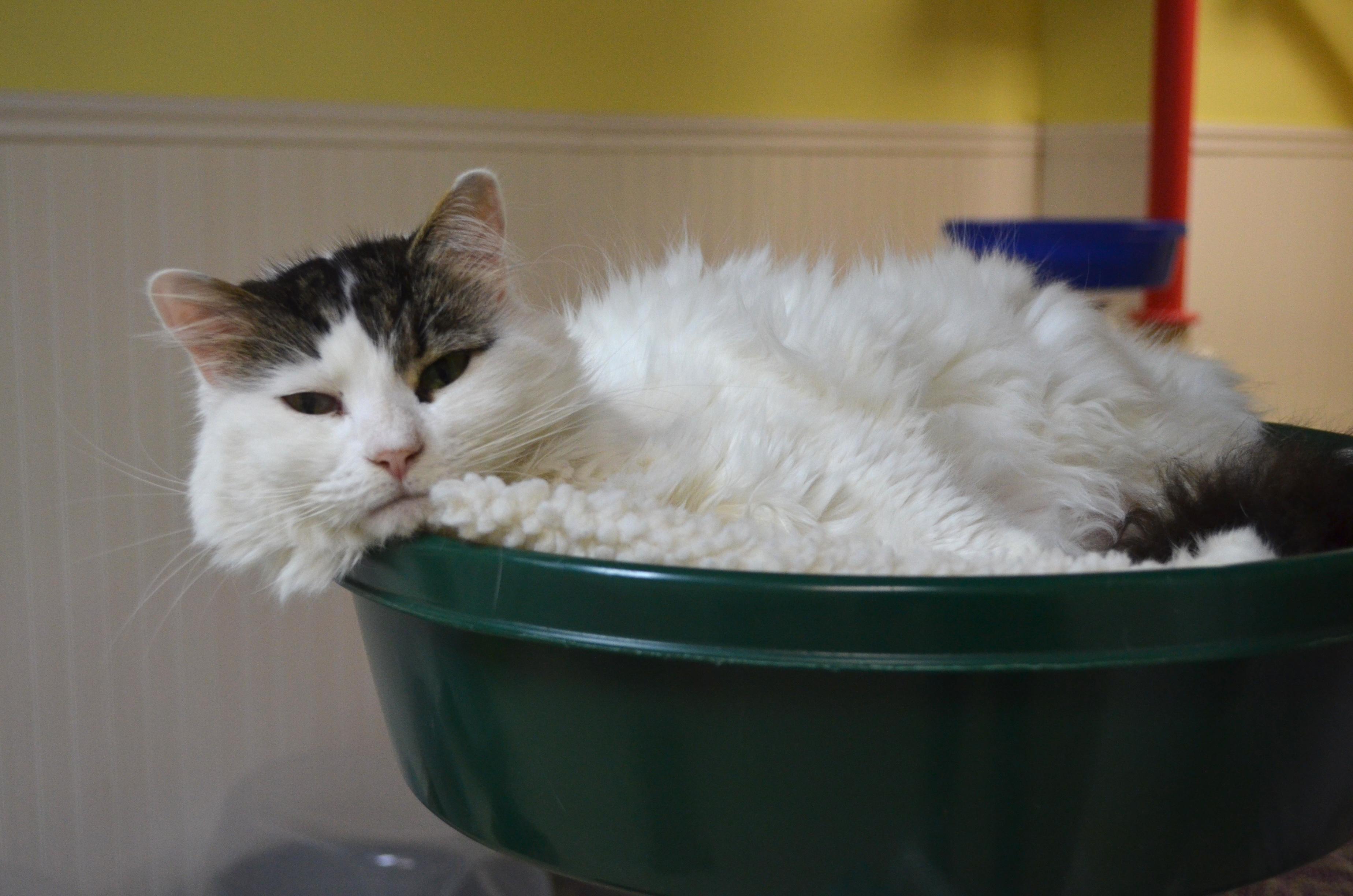 Gizmo, a Adoptable Domestic Long Hair in Westbrook, CT image 3/6