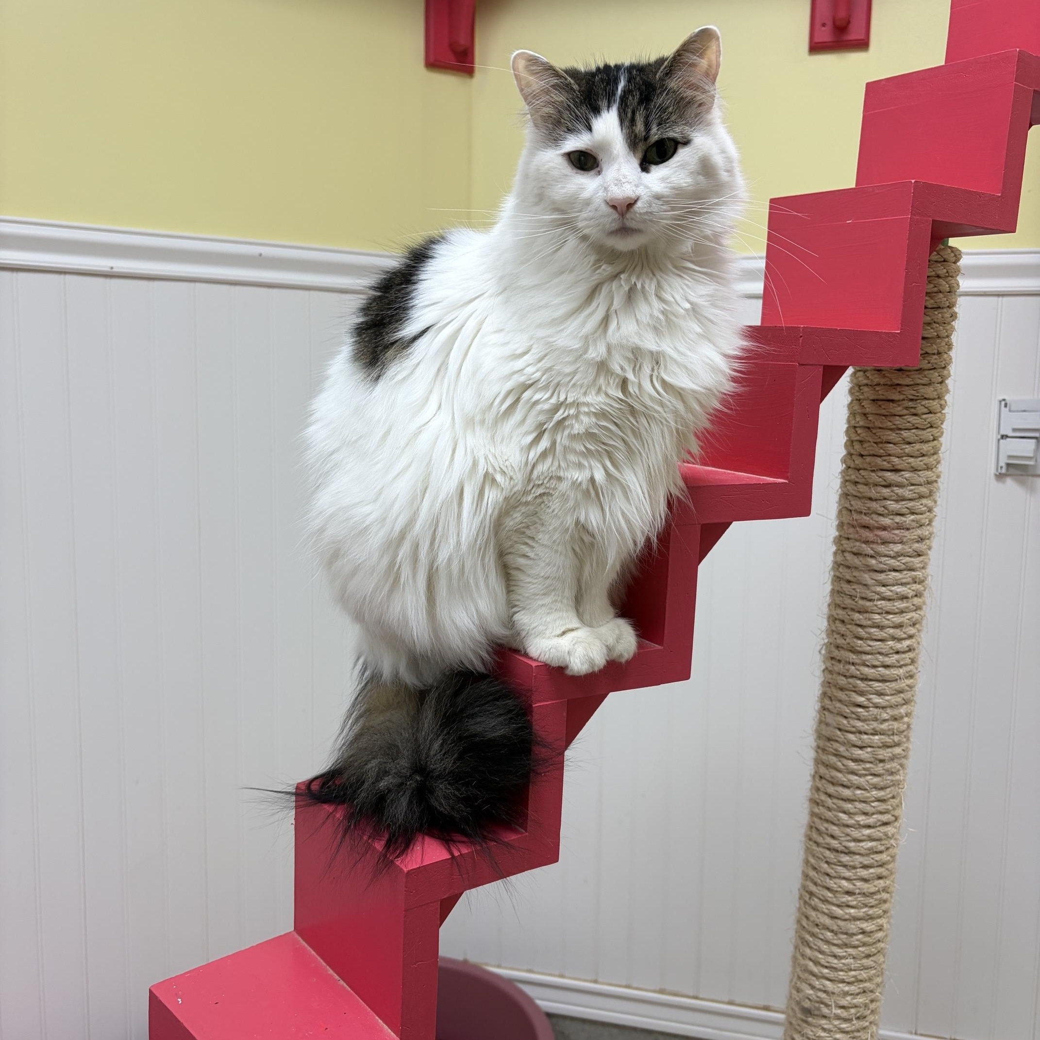 Enlarge Gizmo, a Adoptable Domestic Long Hair in Westbrook, CT image 2/6