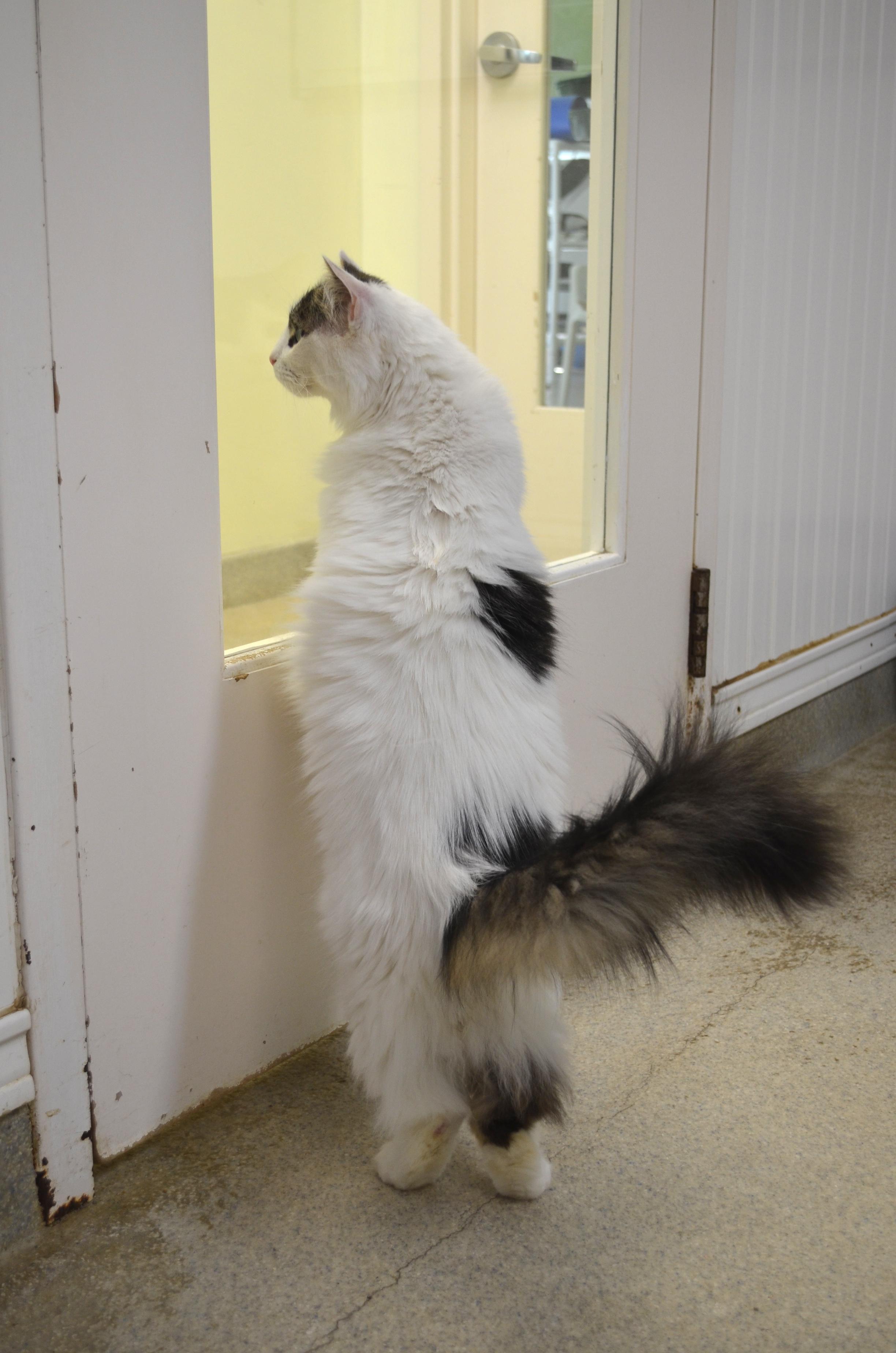 Enlarge Gizmo, a Adoptable Domestic Long Hair in Westbrook, CT image 6/6