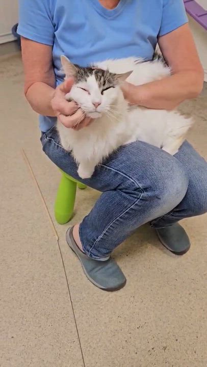 Enlarge Gizmo, a Adoptable Domestic Long Hair in Westbrook, CT video 5/6