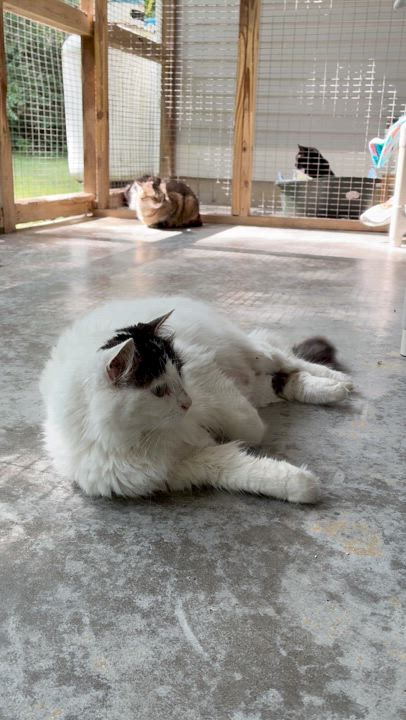 Enlarge Gizmo, a Adoptable Domestic Long Hair in Westbrook, CT video 5/6