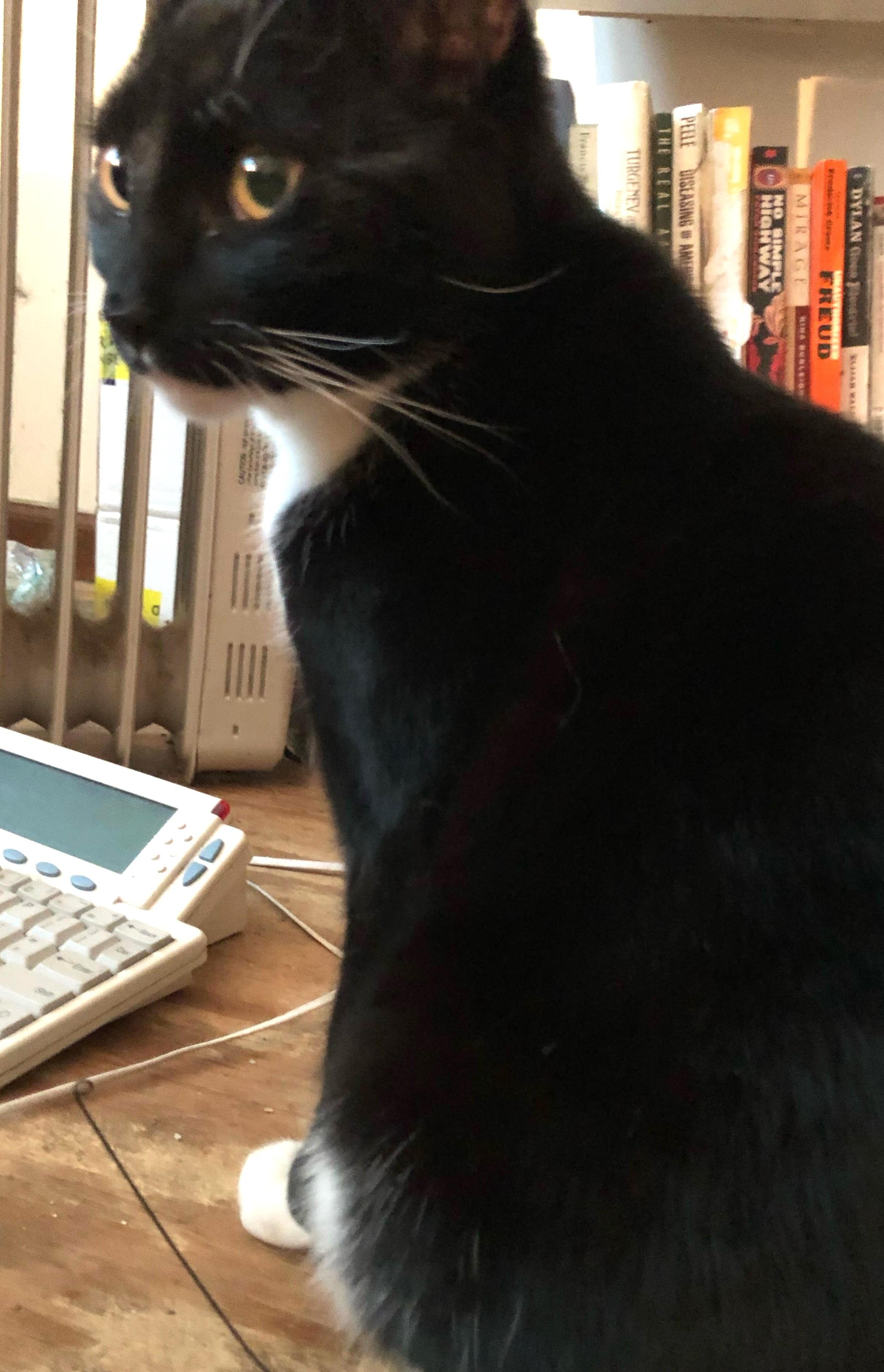 Captain Darling - he’s that into you and in your lap, too! photo 4