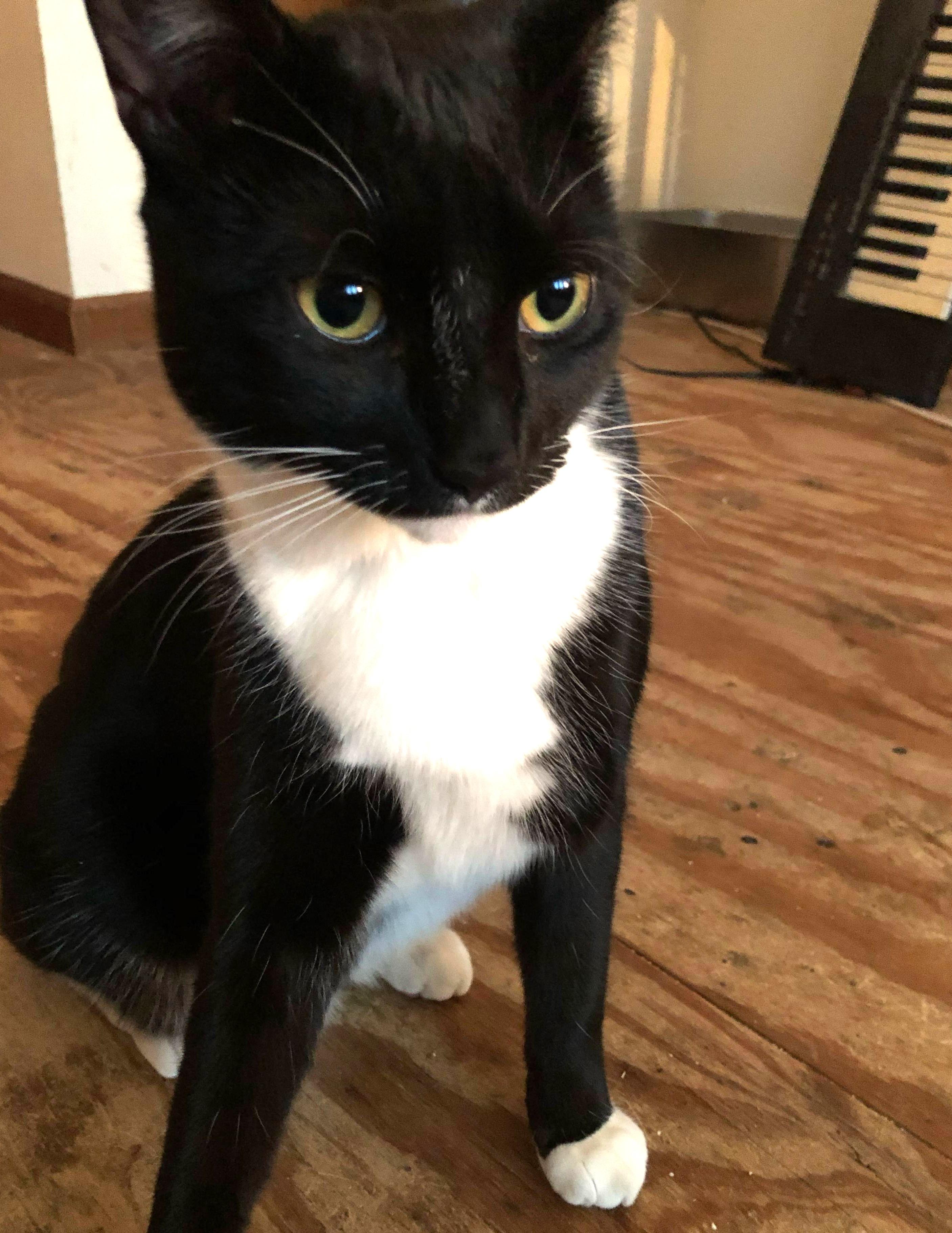 Captain Darling - he’s that into you and in your lap, too!