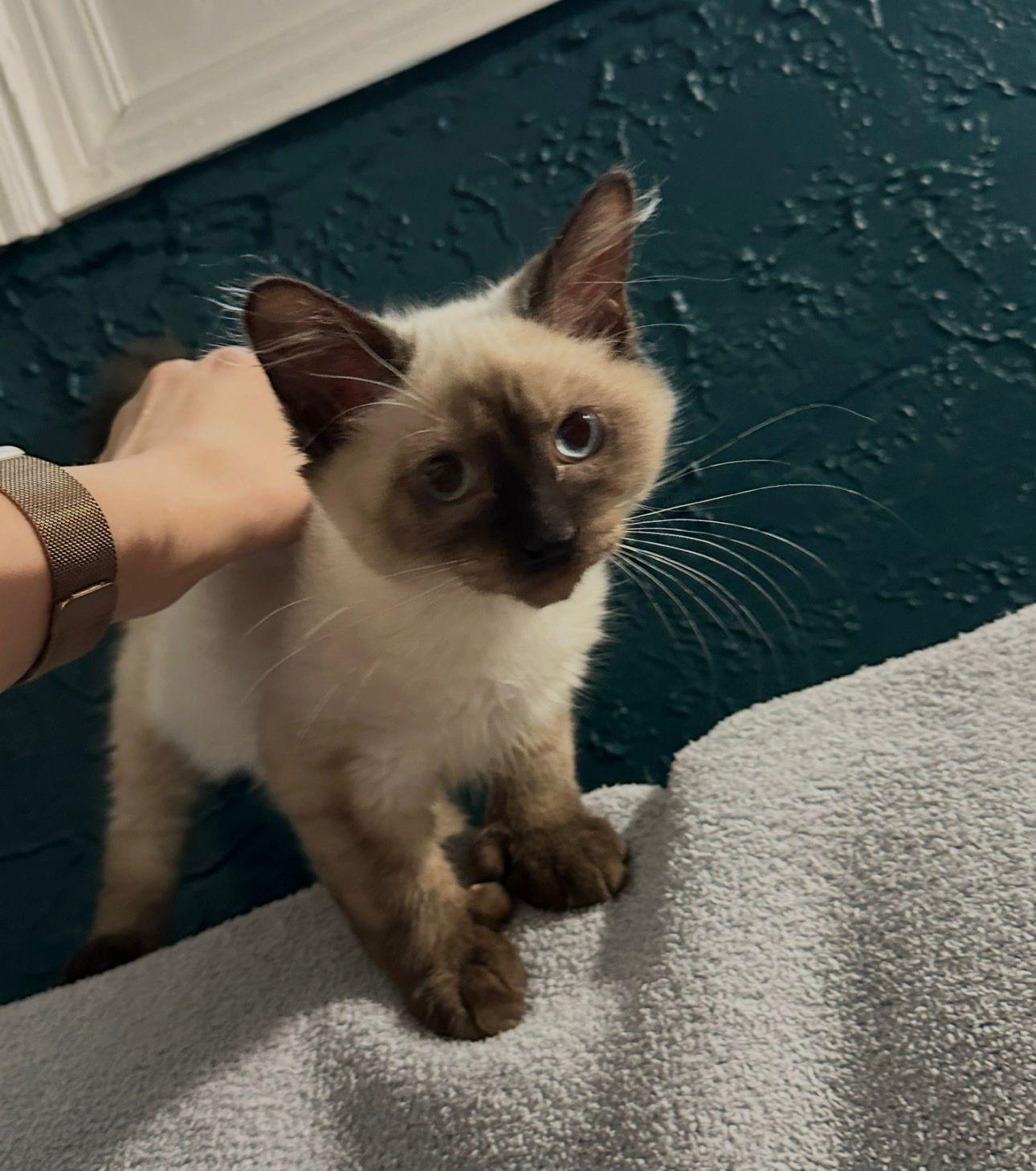 Enlarge Vision & Manifest, an adopted Siamese in St. Augustine, FL image 4/4