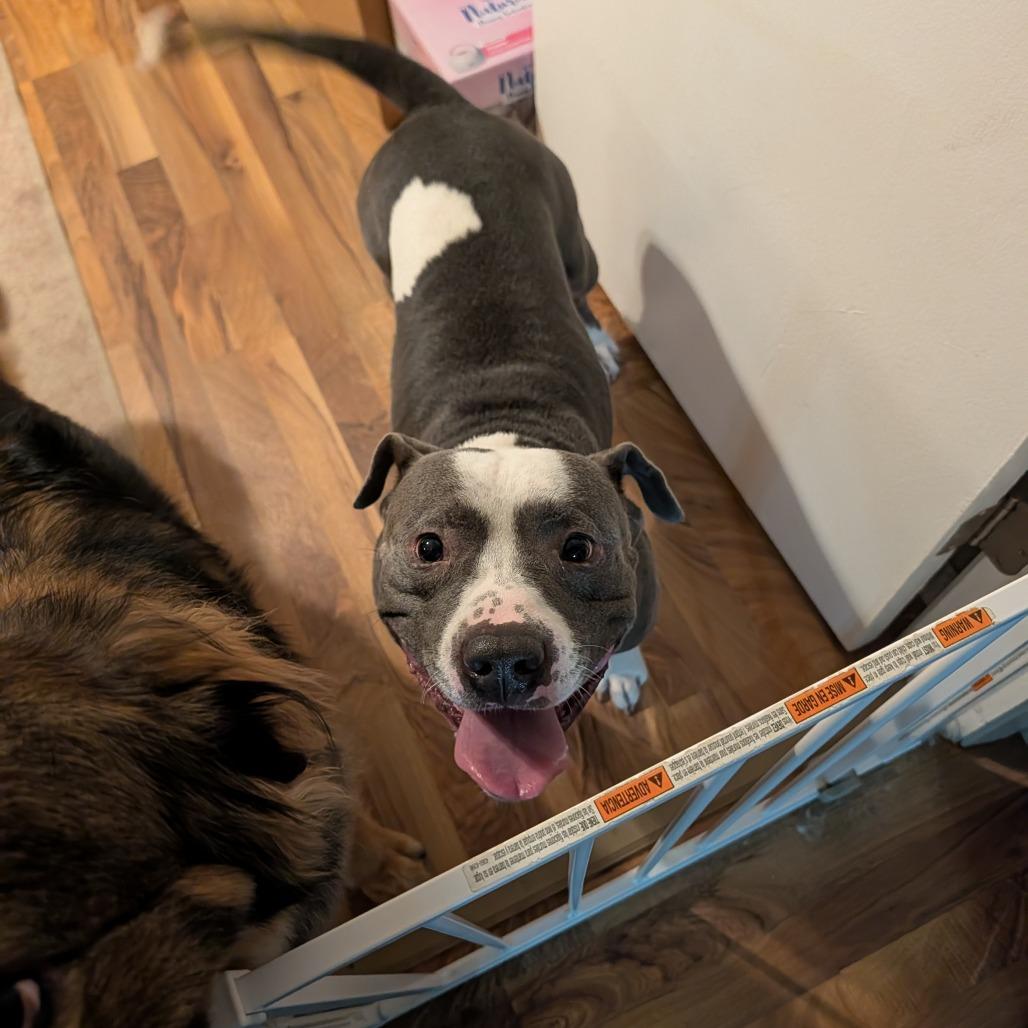 Enlarge Louie, a Adoptable mixed breed in Edwards, IL image 2/6