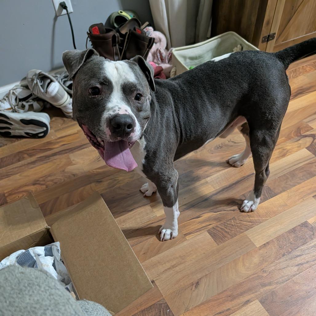 Enlarge Louie, a Adoptable mixed breed in Edwards, IL image 3/6