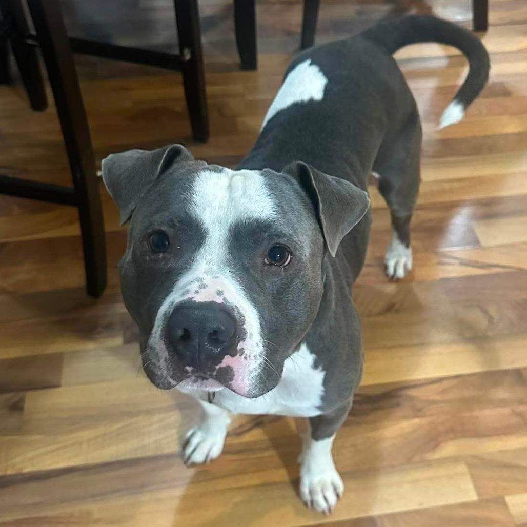 Enlarge Louie, a Adoptable mixed breed in Edwards, IL image 5/6