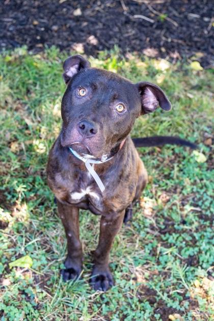 Enlarge Flan, a Adoptable mixed breed in Knoxville, TN image 1/3