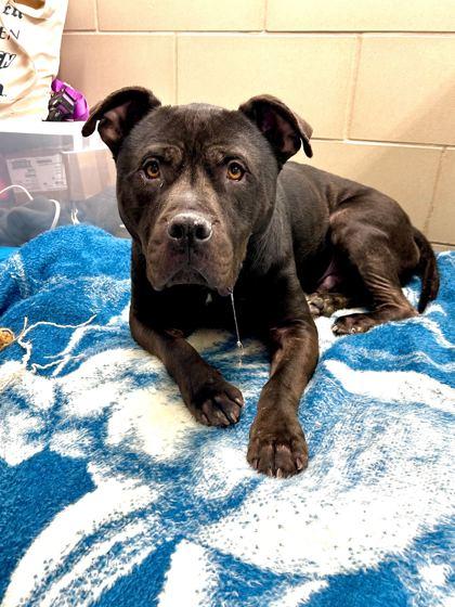 Enlarge Flan, a Adoptable mixed breed in Knoxville, TN image 2/3