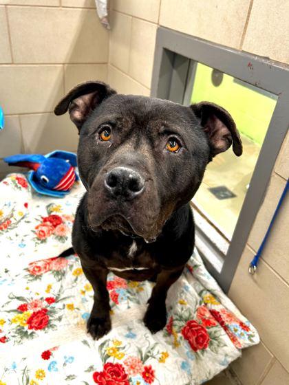 Enlarge Flan, a Adoptable mixed breed in Knoxville, TN image 3/3