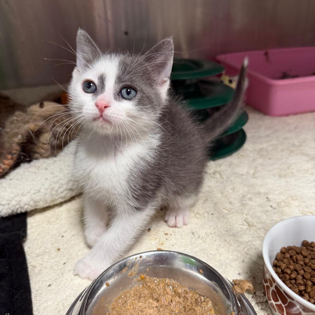 Cinnamon, a Adoptable Domestic Short Hair in Waynesville, NC image 5/6