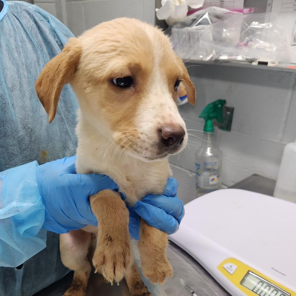 Lily, Adoptable, Puppy Female Mixed Breed.