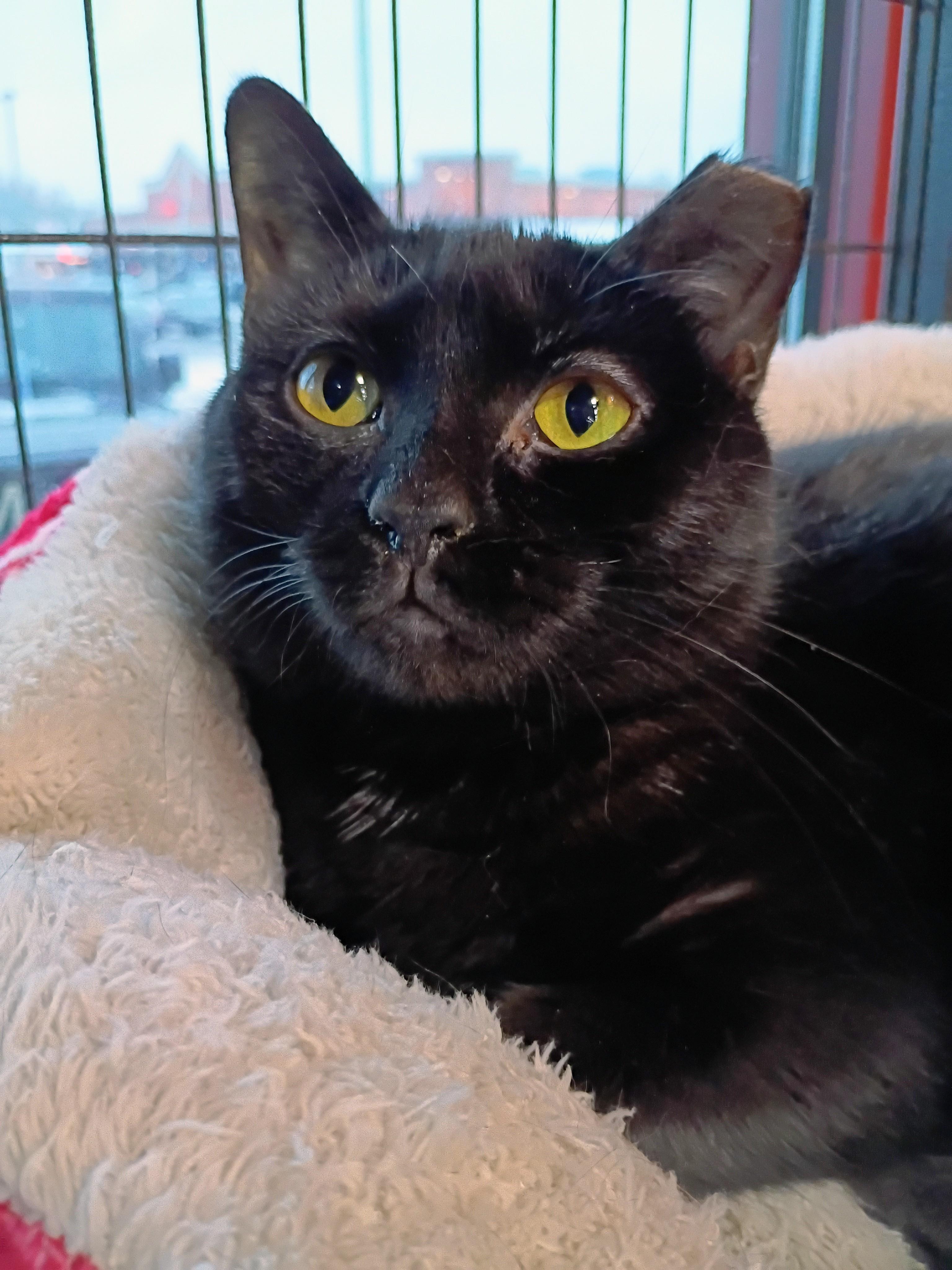 Shadow, ADOPTABLE, Young Female Domestic Short Hair.