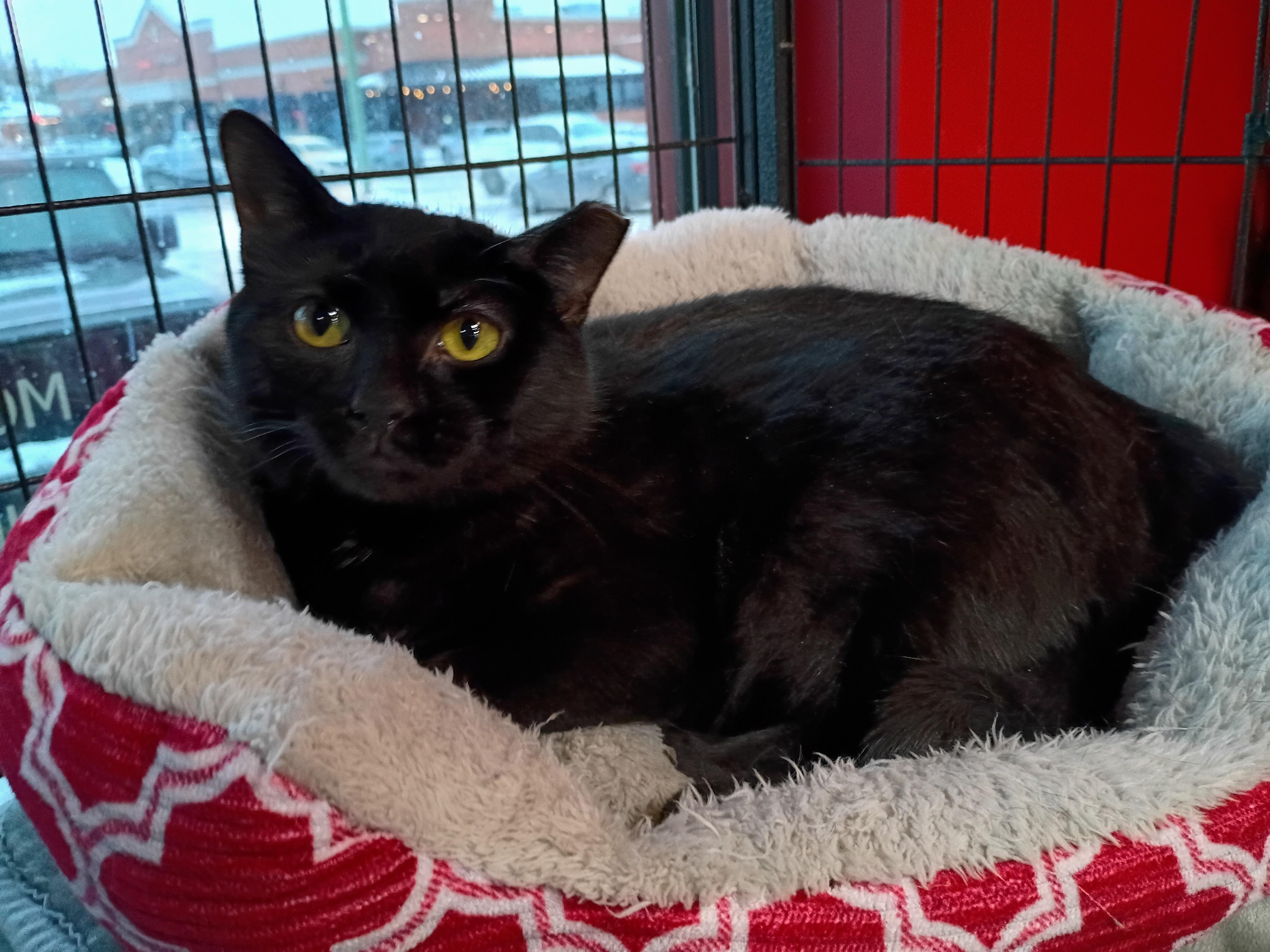 Enlarge Shadow, a ADOPTABLE Domestic Short Hair in Morgantown, WV image 2/2