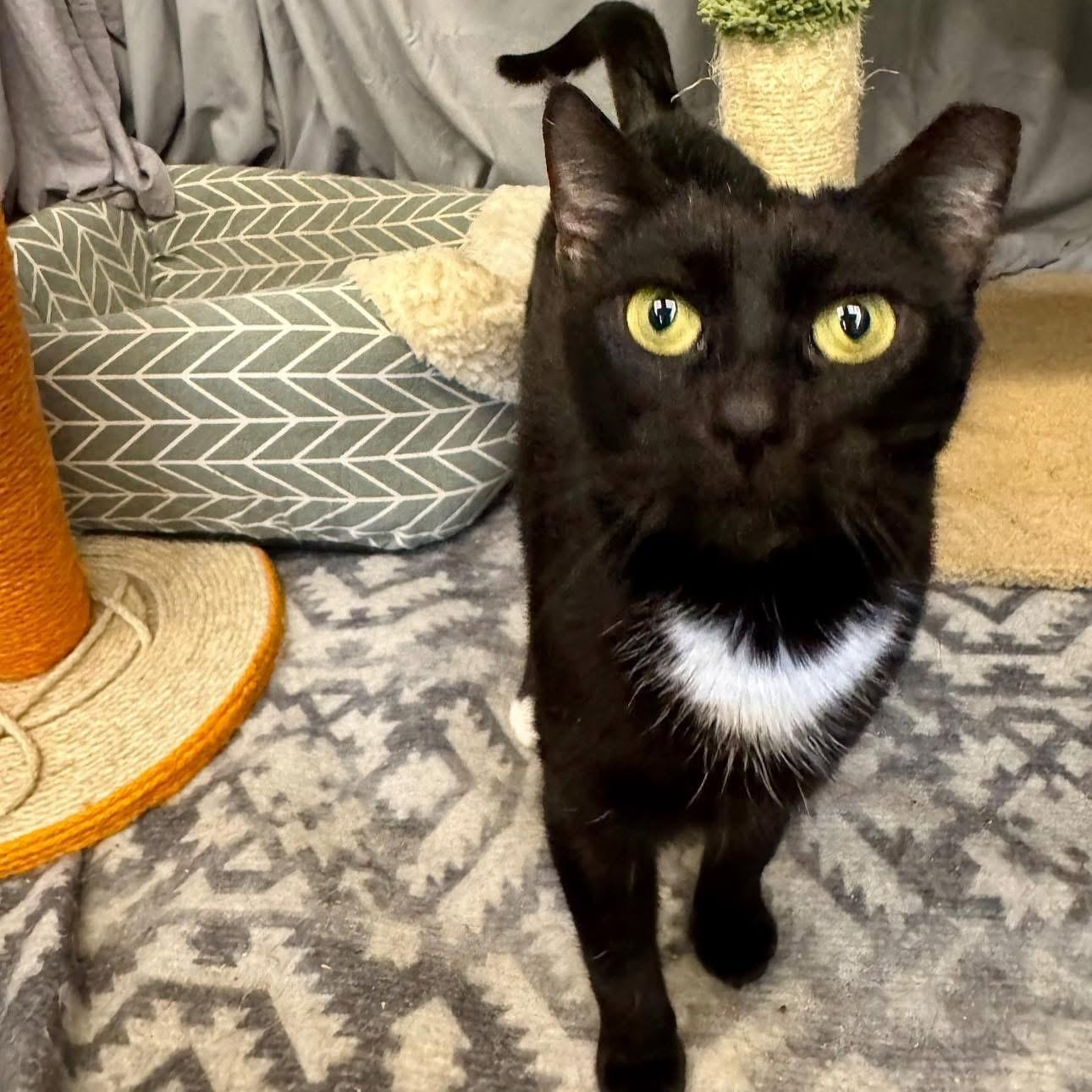 Ziti, a ADOPTABLE Domestic Short Hair in Alexandria, IN image 3/6