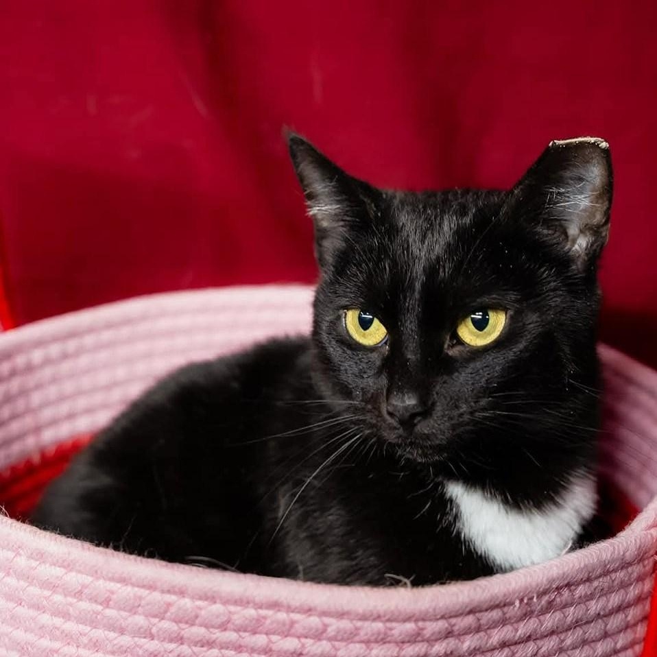 Ziti, a ADOPTABLE Domestic Short Hair in Alexandria, IN image 1/6