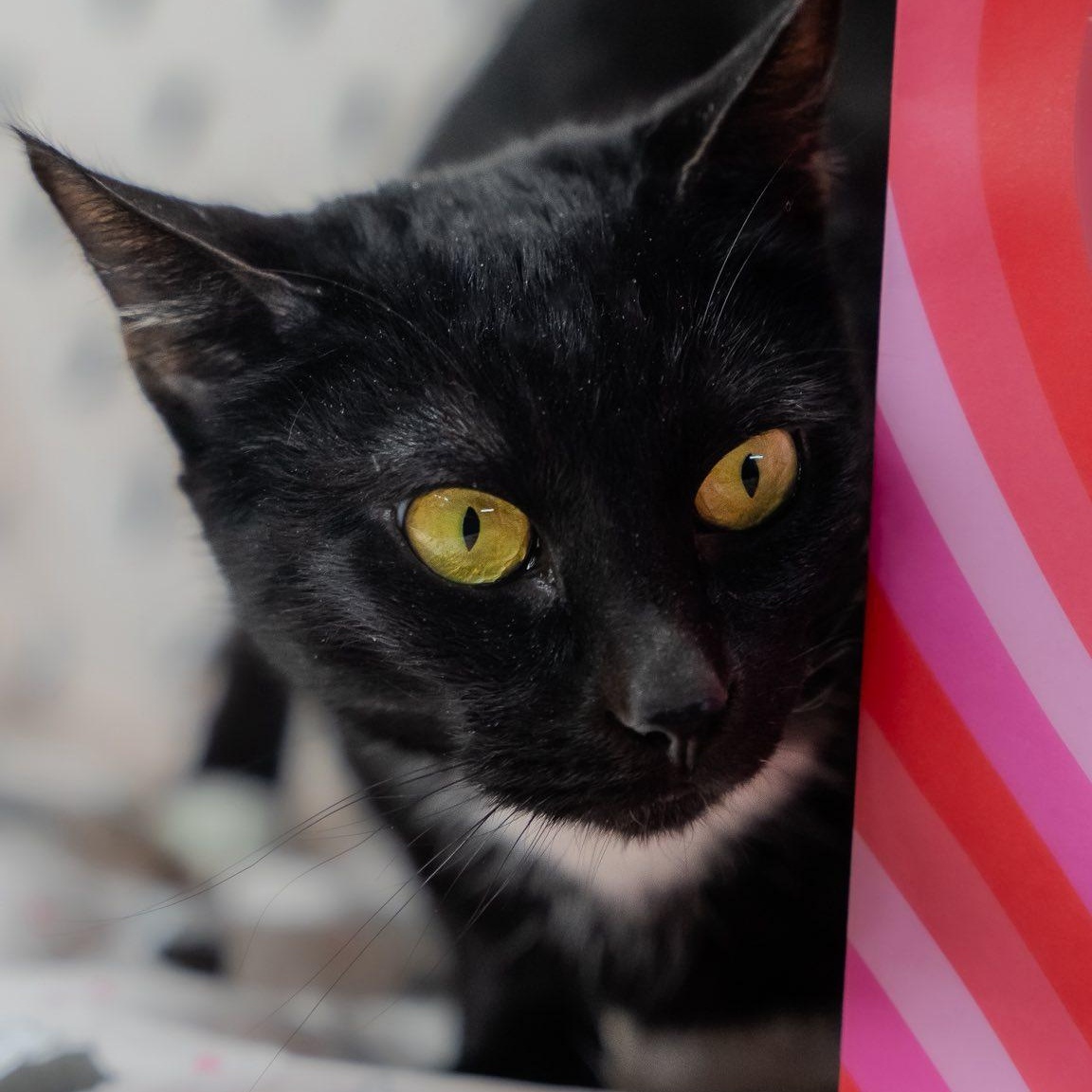 Ziti, a ADOPTABLE Domestic Short Hair in Alexandria, IN image 2/6