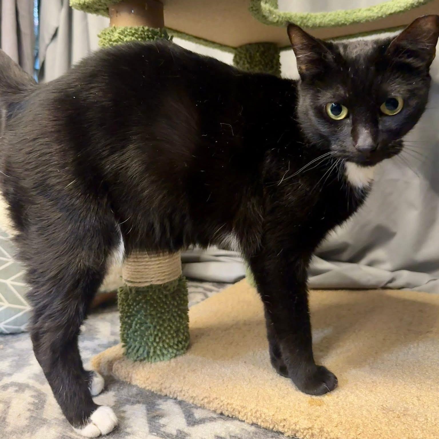 Ziti, a ADOPTABLE Domestic Short Hair in Alexandria, IN image 5/6