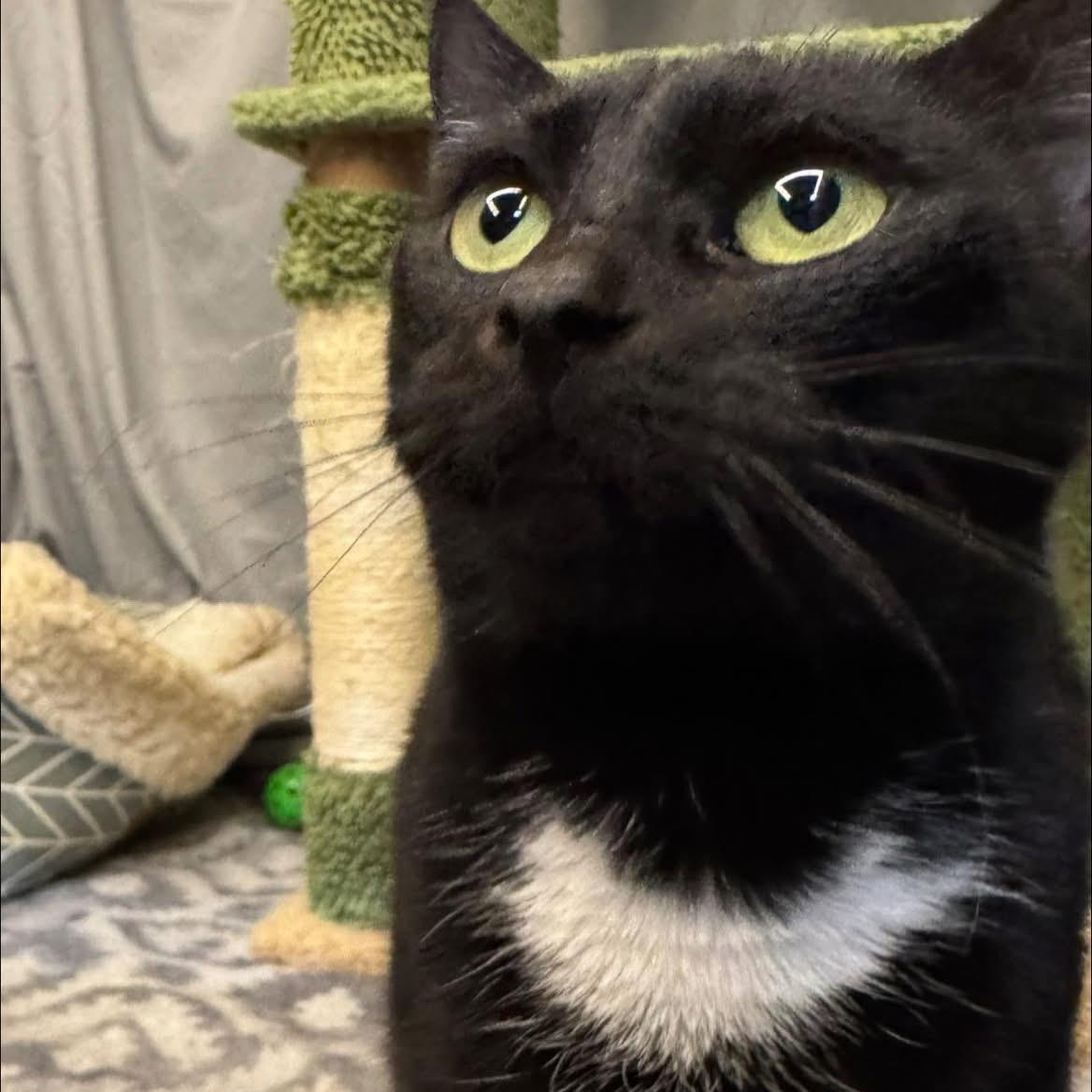 Ziti, a ADOPTABLE Domestic Short Hair in Alexandria, IN image 4/6