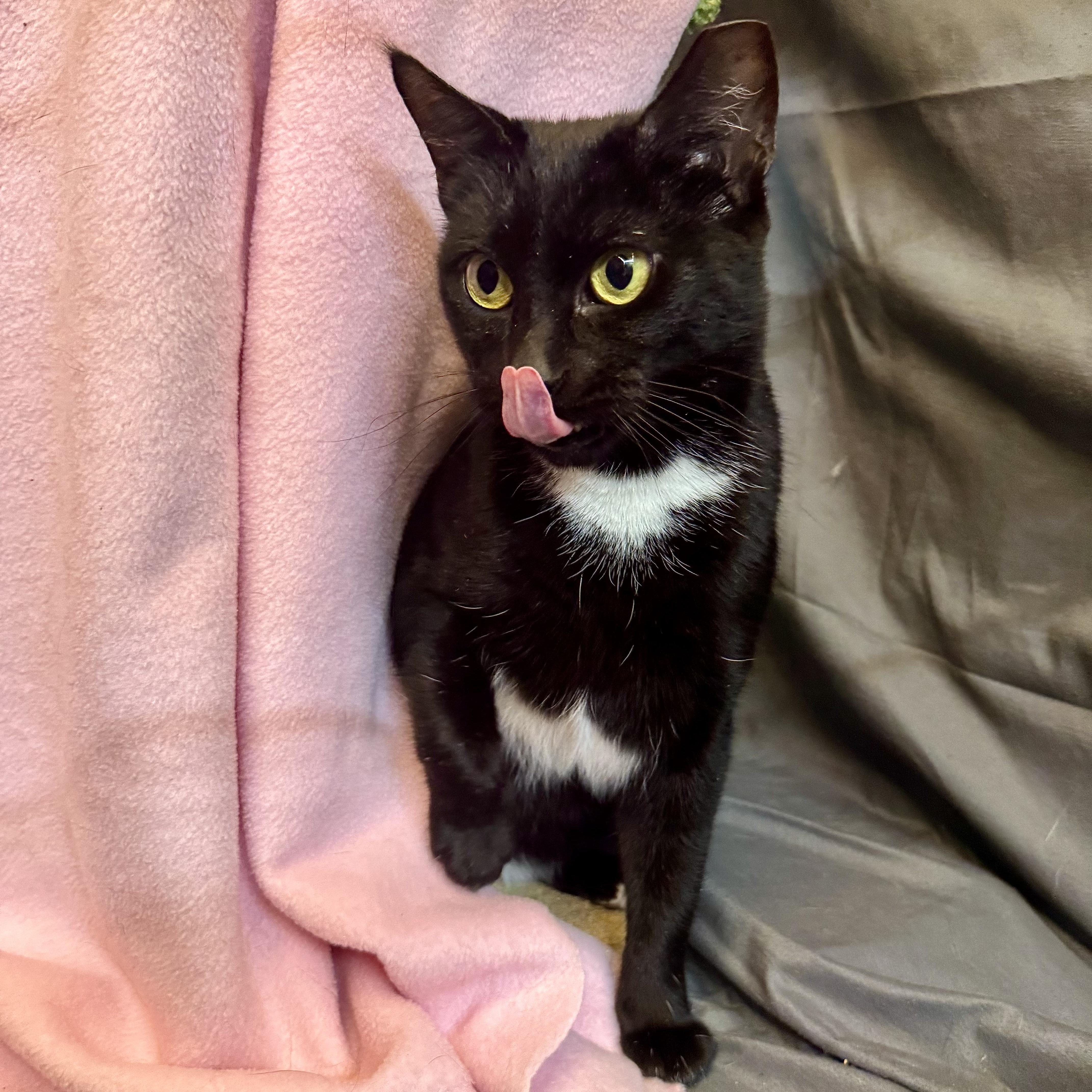 Ziti, a ADOPTABLE Domestic Short Hair in Alexandria, IN image 6/6