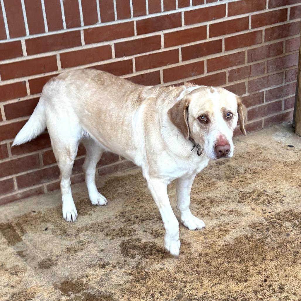 Enlarge Trix, a Adoptable mixed breed in Peachtree City, GA image 1/6