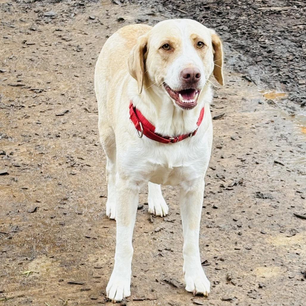 Enlarge Trix, a Adoptable mixed breed in Peachtree City, GA image 1/1