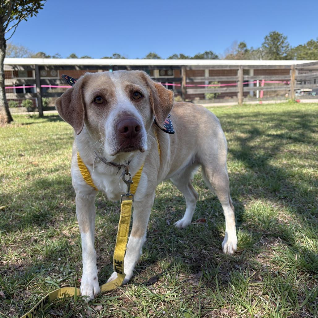 Enlarge Trix, a Adoptable mixed breed in Peachtree City, GA image 3/6