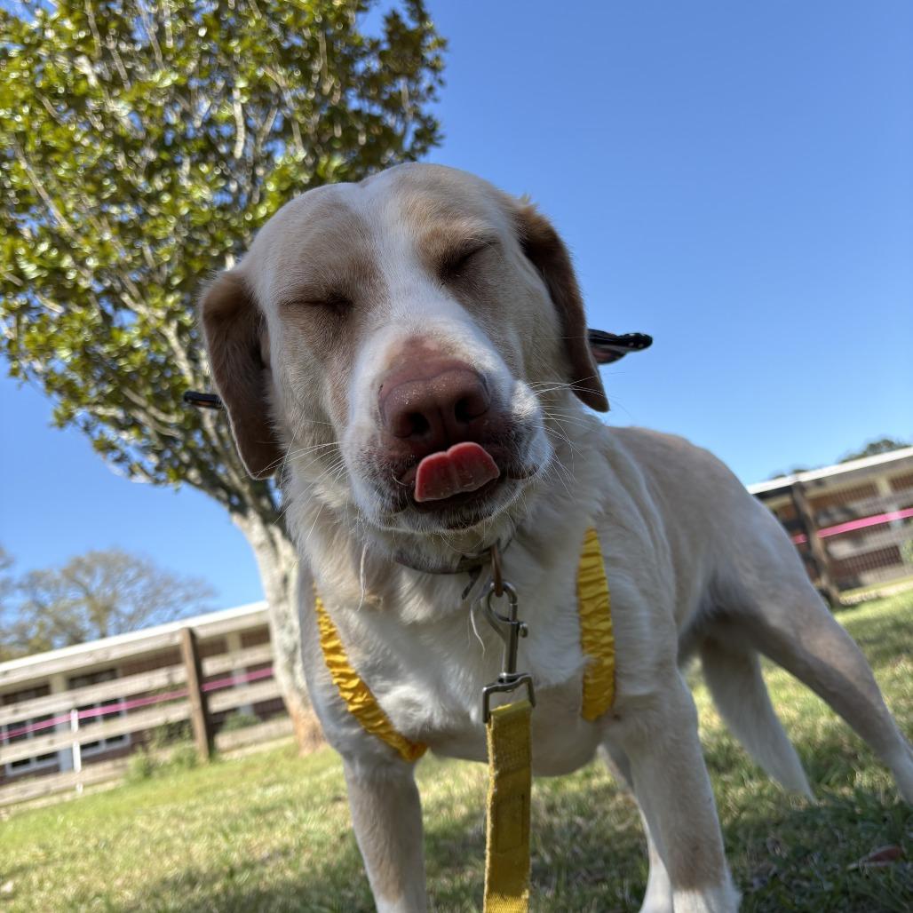 Enlarge Trix, a Adoptable mixed breed in Peachtree City, GA image 4/6