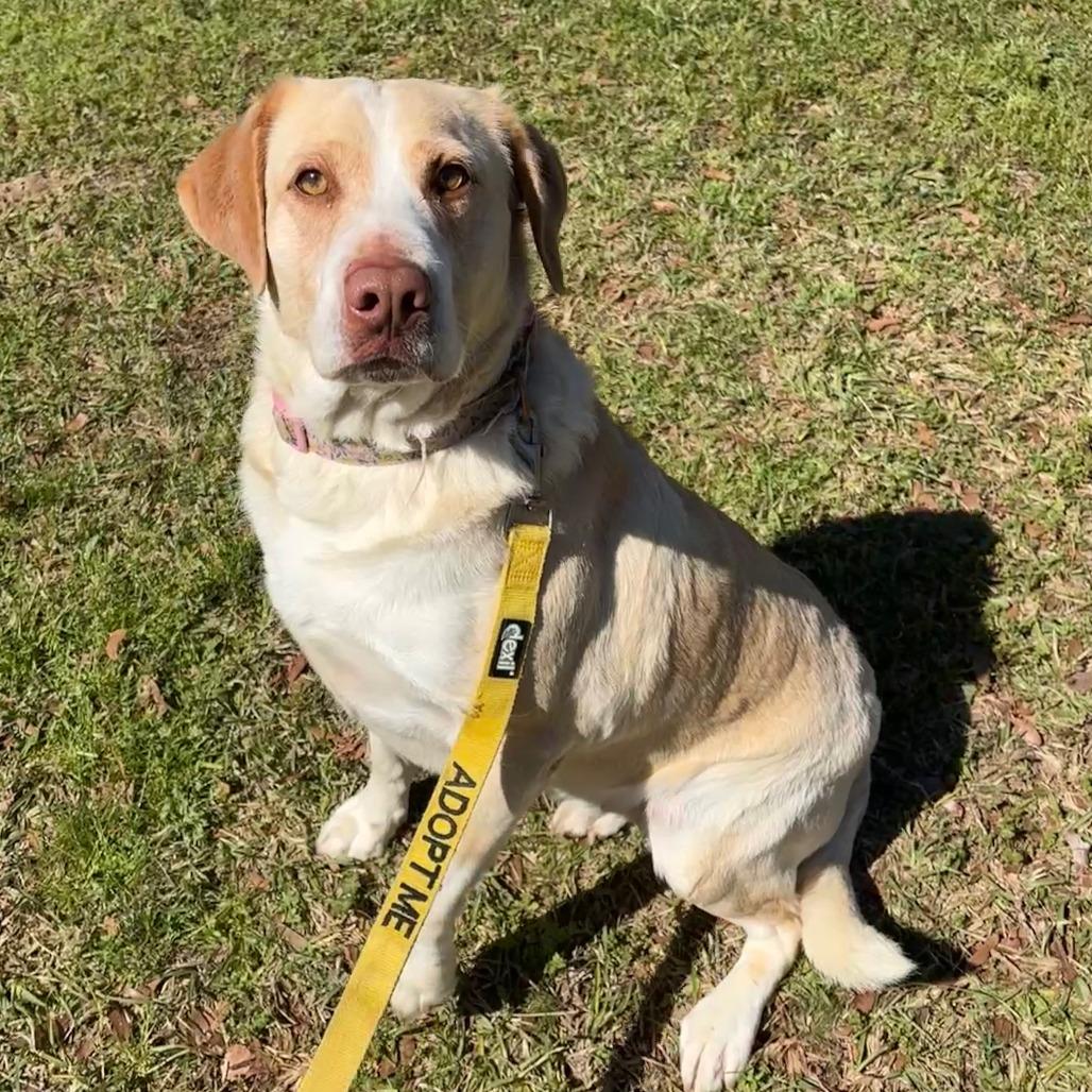 Enlarge Trix, a Adoptable mixed breed in Peachtree City, GA image 5/6