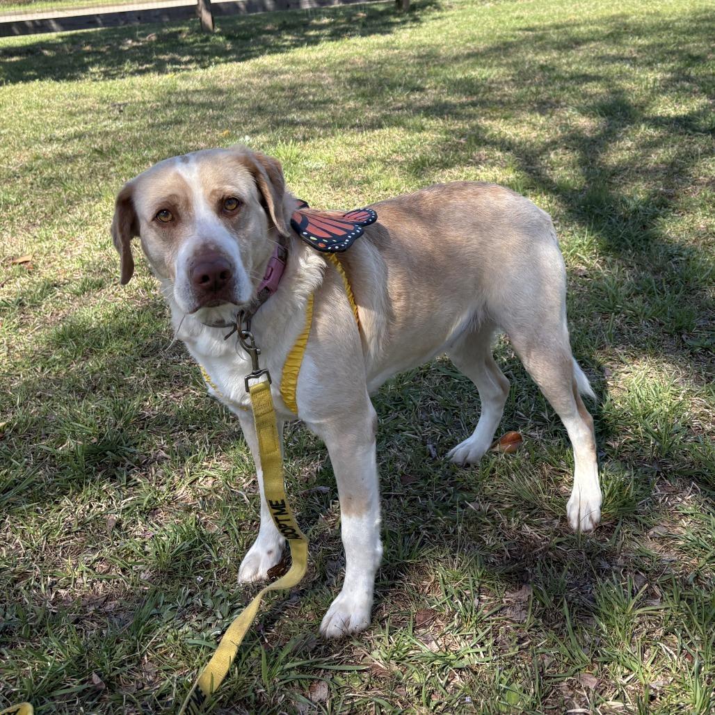 Enlarge Trix, a Adoptable mixed breed in Peachtree City, GA image 6/6