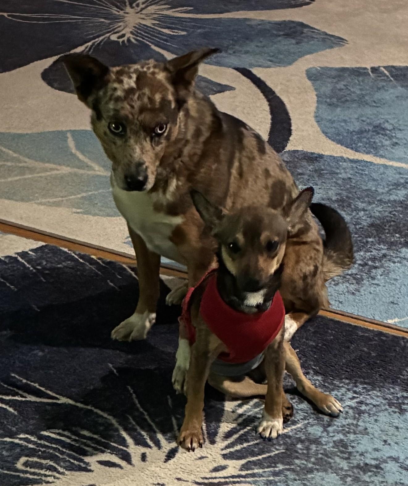 Enlarge Winslow, an adoptable mixed breed in Bartlett, IL image 6/6