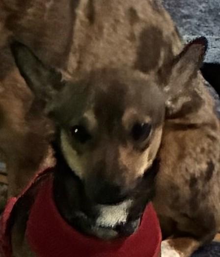 Enlarge Winslow, an adoptable mixed breed in Bartlett, IL image 5/6