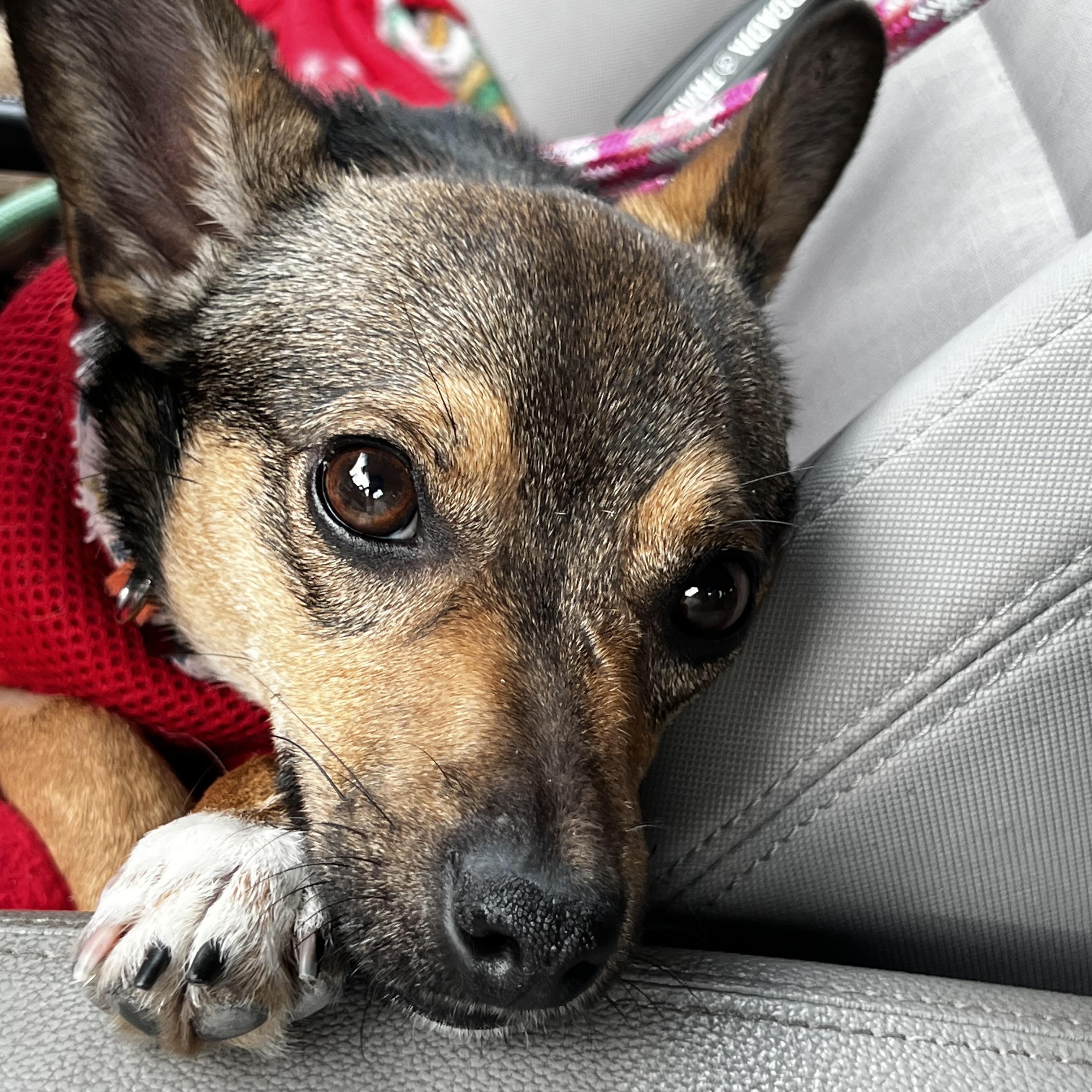 Winslow, adoptable, Young Male Miniature Pinscher & Chihuahua.