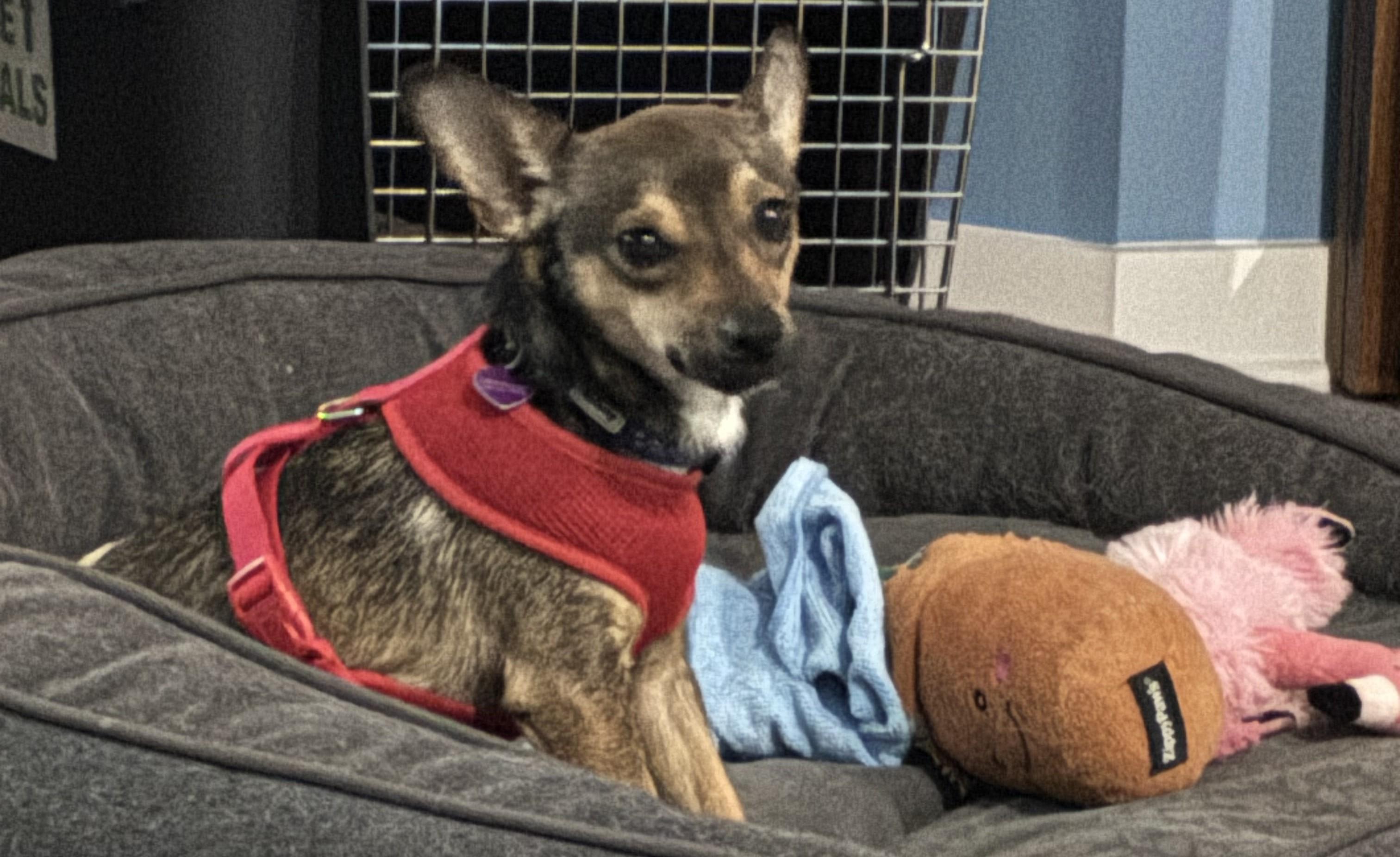 Enlarge Winslow, an adoptable mixed breed in Bartlett, IL image 4/6