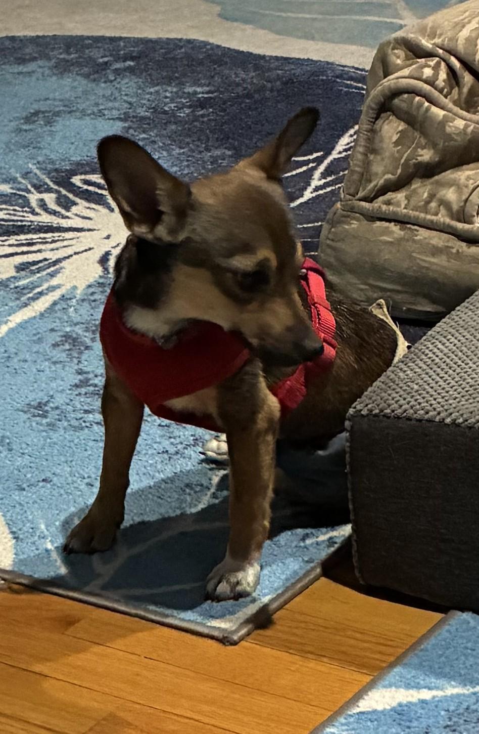 Enlarge Winslow, an adoptable mixed breed in Bartlett, IL image 3/6