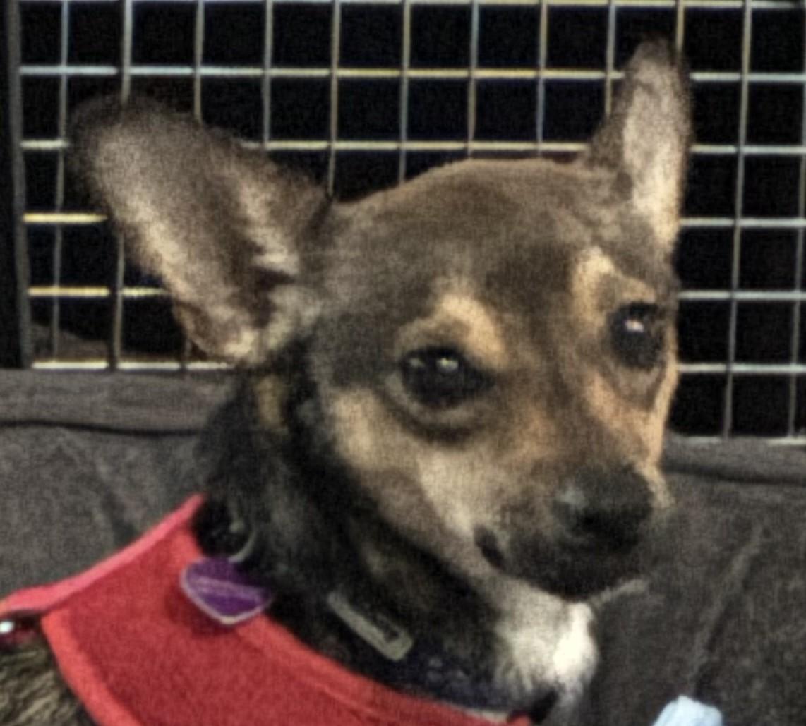 Enlarge Winslow, an adoptable mixed breed in Bartlett, IL image 2/6