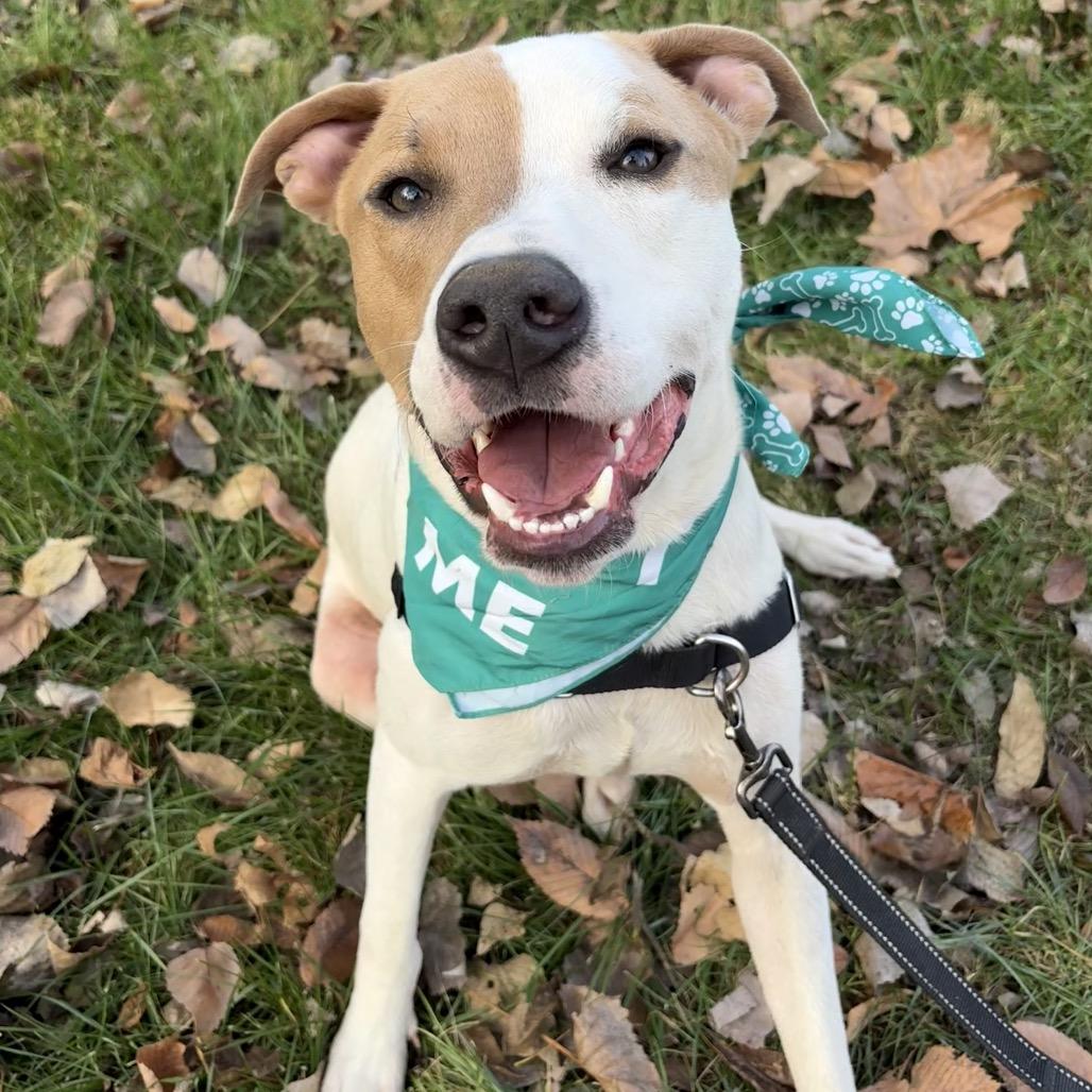 Brock P4P, Adoptable, Adult Male Mixed Breed.