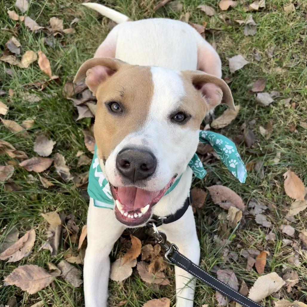 Brock P4P, a Adoptable mixed breed in St Joseph, MO image 2/3