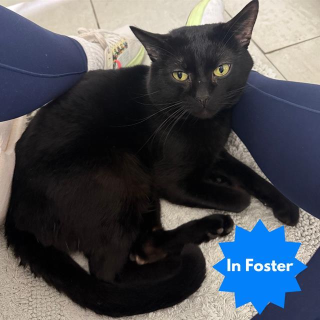 Enlarge PUDDIN, a Adoptable Domestic Short Hair in Indianapolis, IN image 1/1