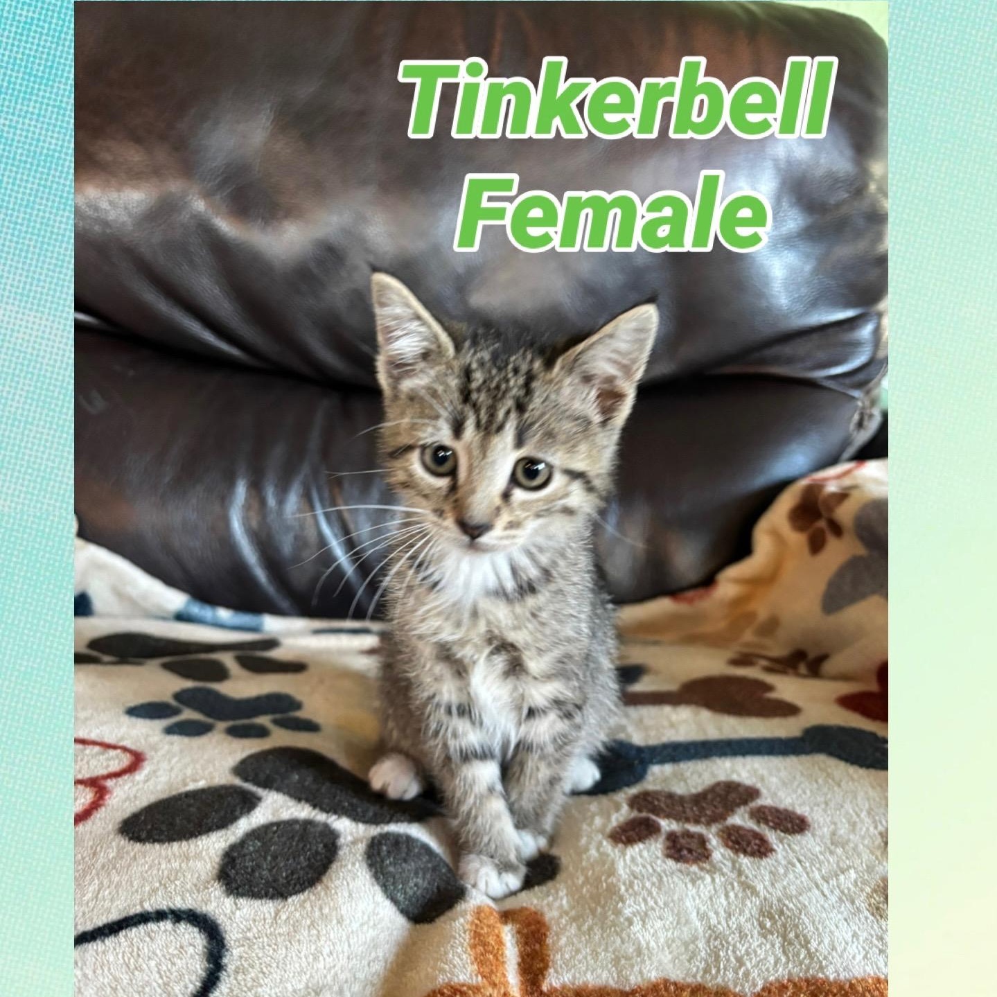 Tinkerbell, adopted, Kitten Female American Shorthair.