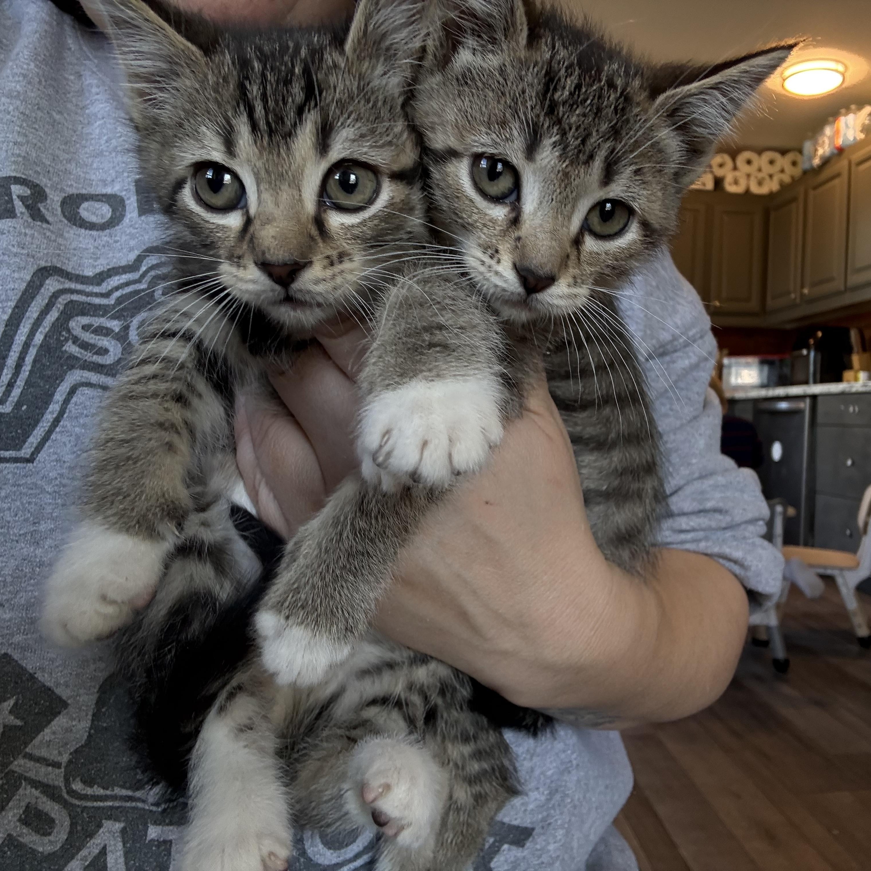 Enlarge Tinkerbell, an adopted American Shorthair in Colcord, OK image 2/2